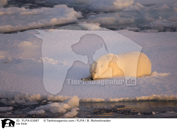 ice bear / FLPA-03987
