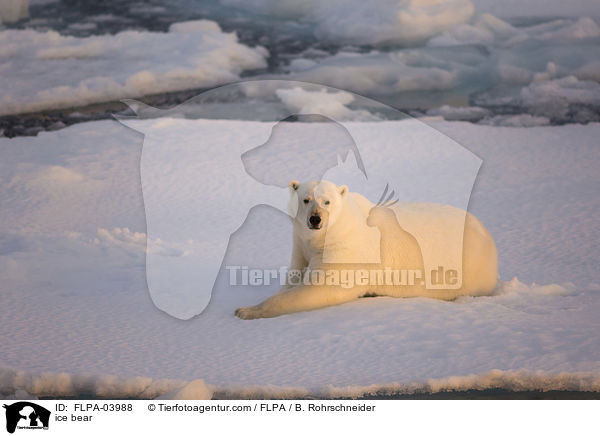 ice bear / FLPA-03988