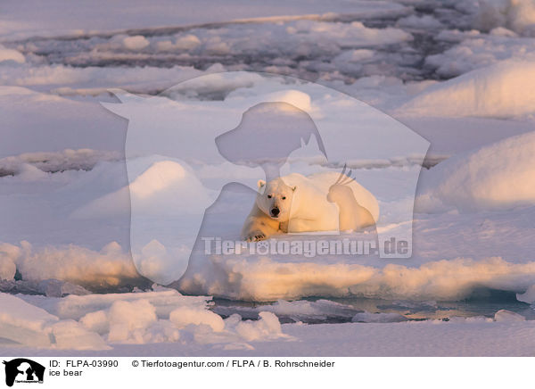 ice bear / FLPA-03990