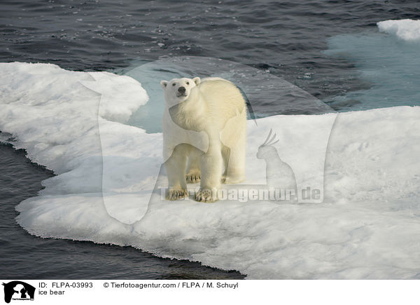 Eisbr / ice bear / FLPA-03993