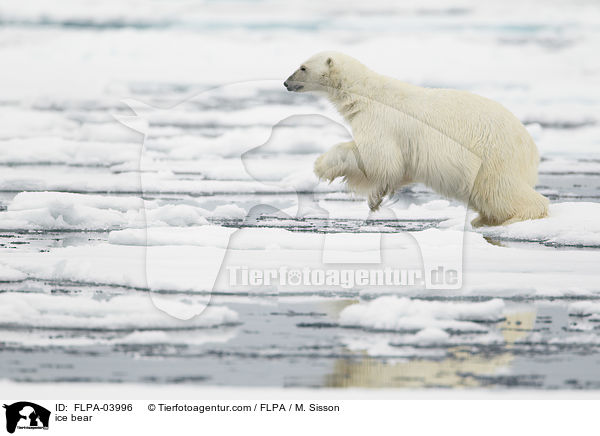 Eisbr / ice bear / FLPA-03996