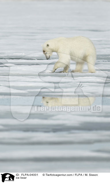 Eisbr / ice bear / FLPA-04001