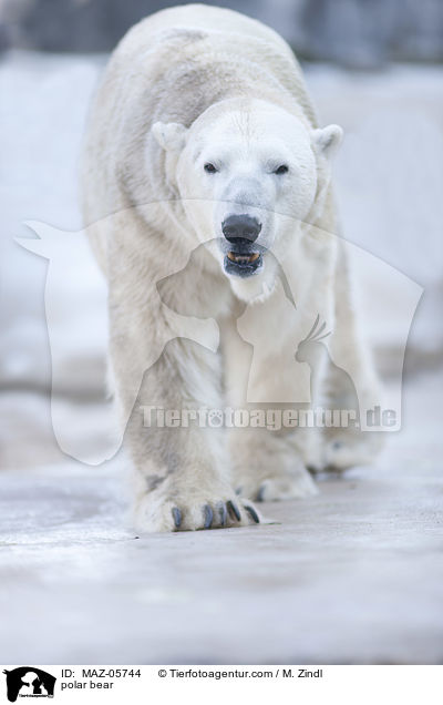 Eisbr / polar bear / MAZ-05744