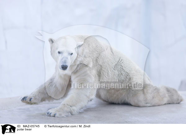 Eisbr / polar bear / MAZ-05745