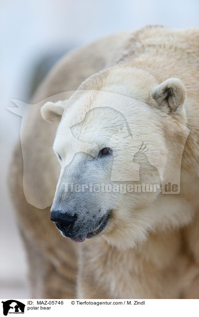 polar bear / MAZ-05746