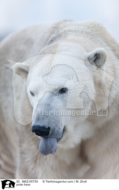 Eisbr / polar bear / MAZ-05750