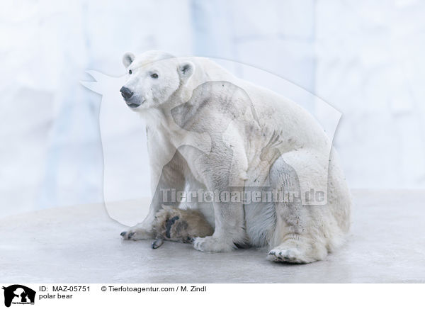 polar bear / MAZ-05751