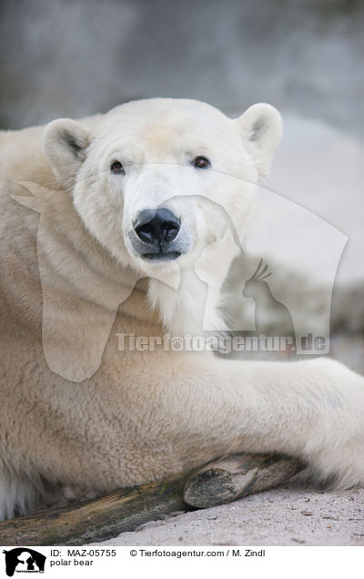 polar bear / MAZ-05755