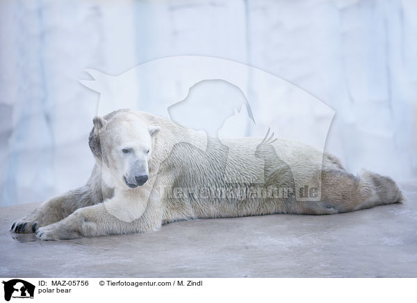 polar bear / MAZ-05756