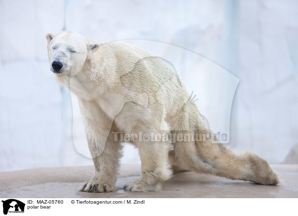 polar bear / MAZ-05760