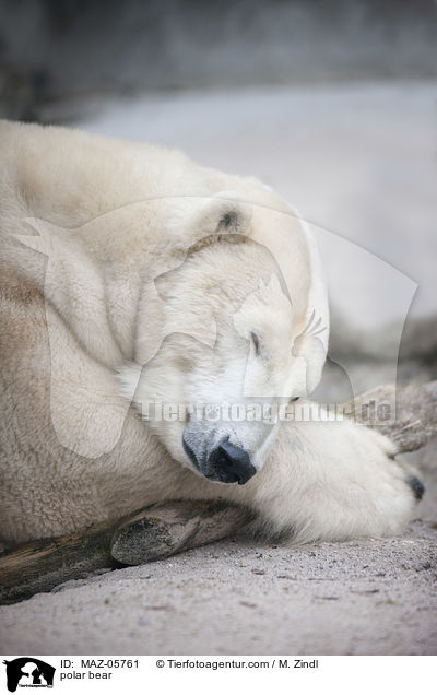 polar bear / MAZ-05761
