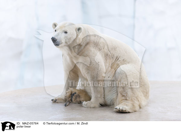 Eisbr / polar bear / MAZ-05764