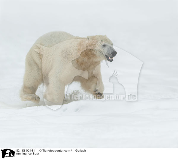running Ice Bear / IG-02141