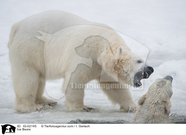 Ice Bears / IG-02145