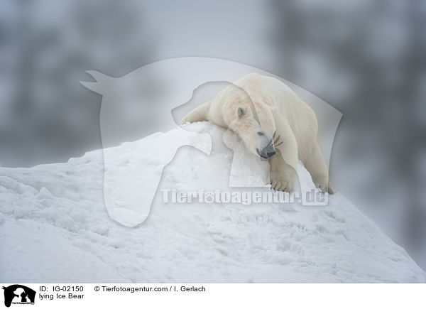 lying Ice Bear / IG-02150