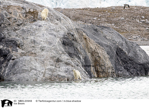 Eisbren / Ice Bears / MBS-20948