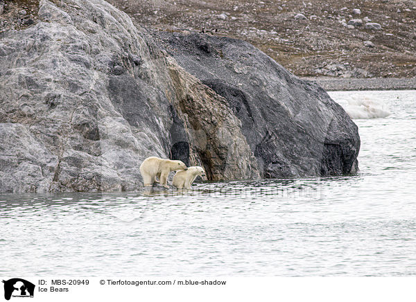 Eisbren / Ice Bears / MBS-20949