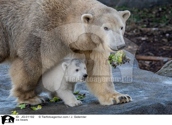 Eisbren / ice bears / JG-01192