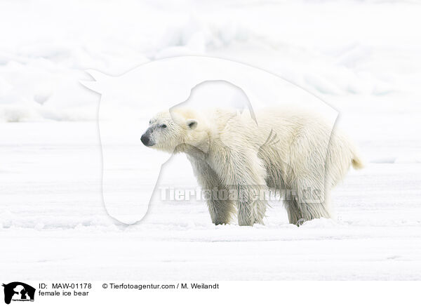 Eisbrin / female ice bear / MAW-01178