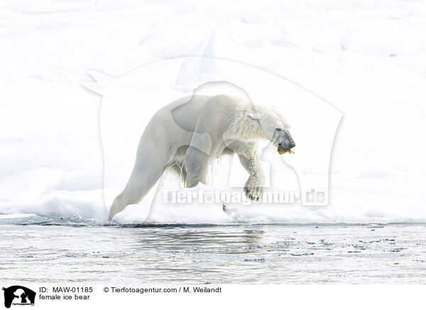 Eisbrin / female ice bear / MAW-01185