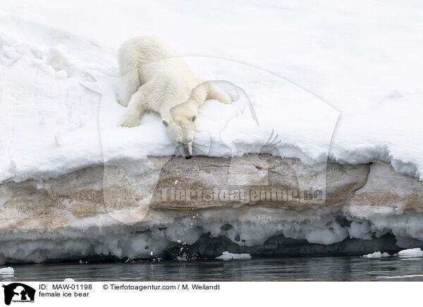 Eisbrin / female ice bear / MAW-01198