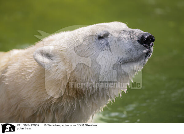 Eisbr / polar bear / DMS-12032