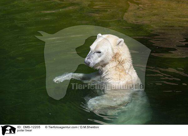 Eisbr / polar bear / DMS-12205