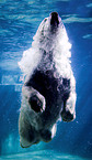 polar bear