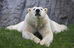 polar bear