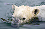 swimming ice bear