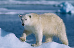 polar bear