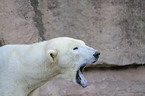 polar bear