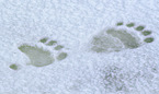 ice bear footprint