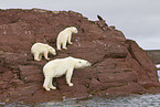 ice bears