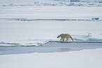 walking Ice Bear