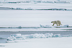 walking Ice Bear