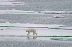 walking Ice Bear