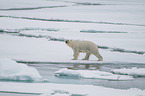 walking Ice Bear