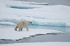 walking Ice Bear