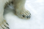 Ice Bear paws