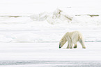 female ice bear