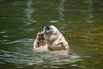 polar bear