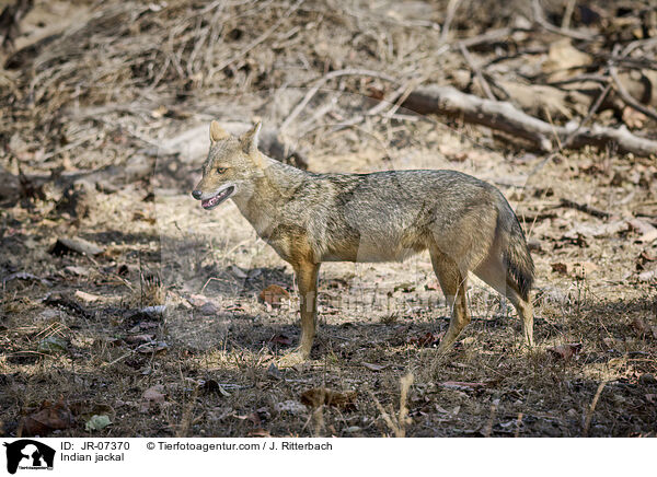 Indischer Goldschakal / Indian jackal / JR-07370