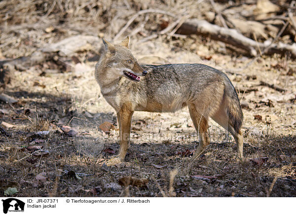 Indischer Goldschakal / Indian jackal / JR-07371