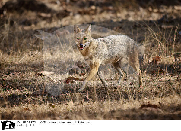 Indischer Goldschakal / Indian jackal / JR-07372