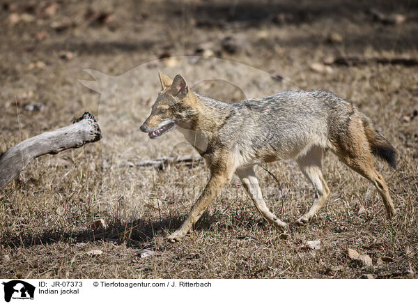 Indischer Goldschakal / Indian jackal / JR-07373
