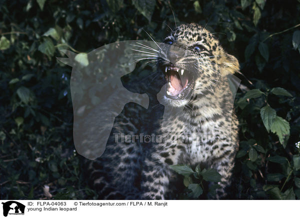 junger Indischer Leopard / young Indian leopard / FLPA-04063