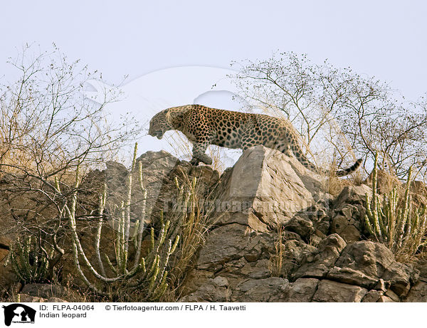 Indischer Leopard / Indian leopard / FLPA-04064