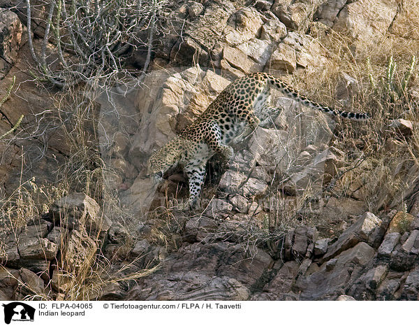 Indischer Leopard / Indian leopard / FLPA-04065