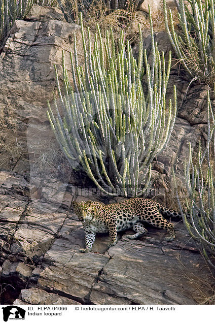 Indian leopard / FLPA-04066